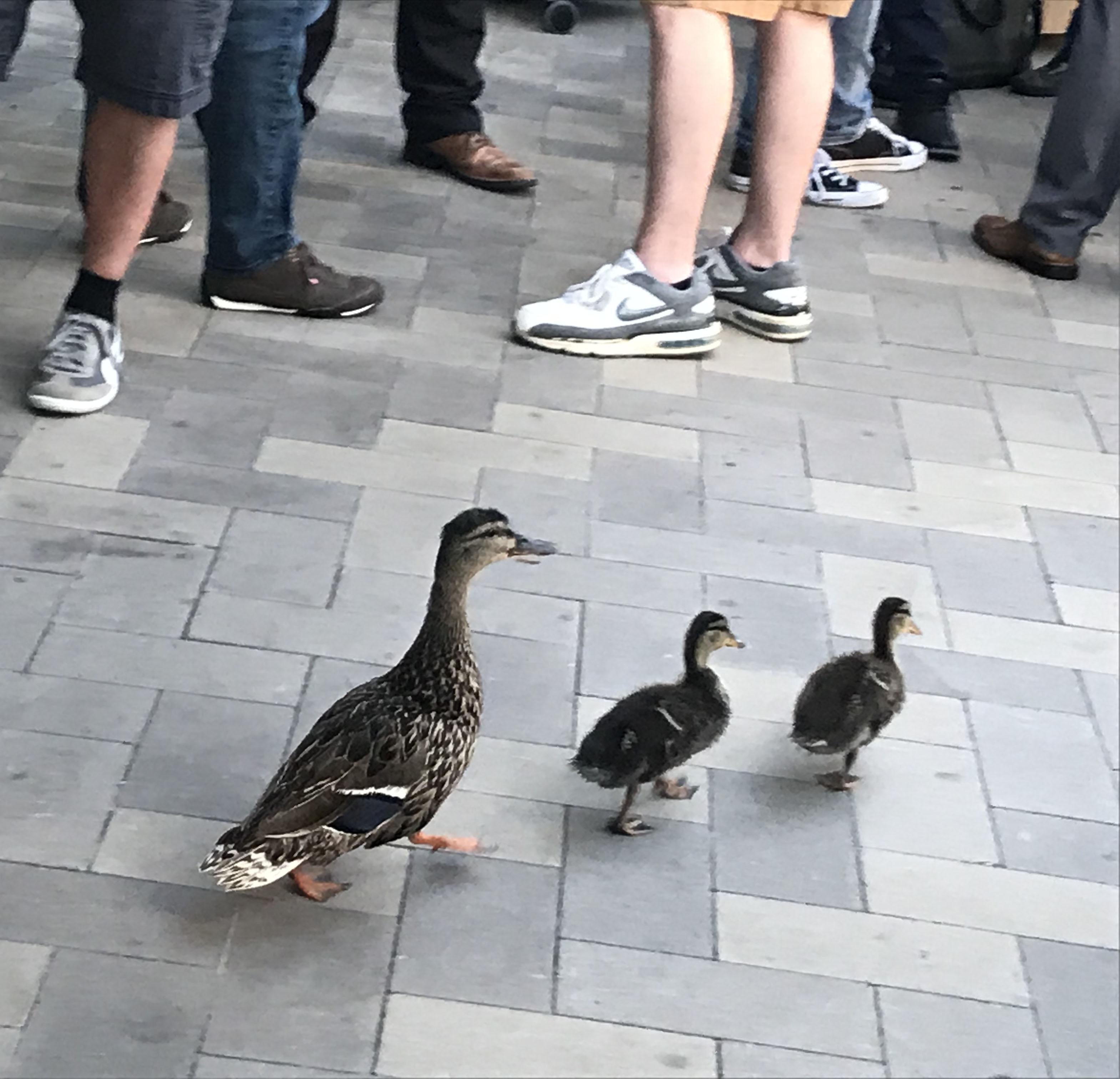A family of ducks walk through the Developer Social